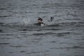 dsc_0171.jpg