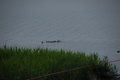 dsc_0326.jpg